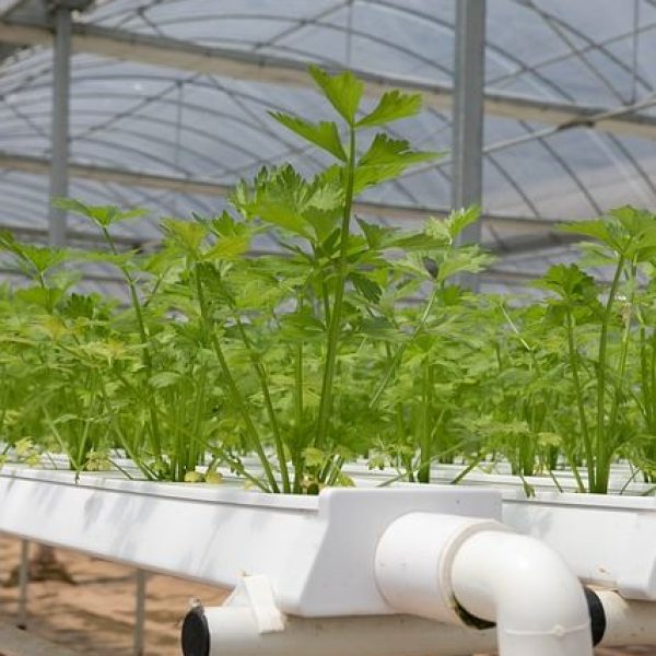 hydroponics-4255401_640